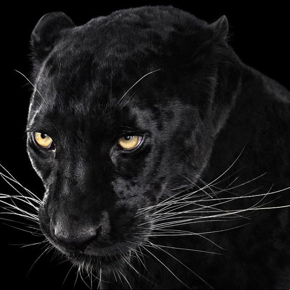 Meet your Posher, Amara